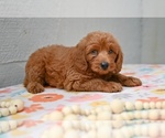 Small #2 Poodle (Miniature)