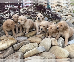 Golden Retriever Puppy for sale in PICKENS, SC, USA