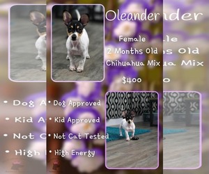 Chihuahua-Unknown Mix Dogs for adoption in Jacksonville, NC, USA