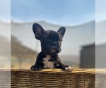 Small Photo #1 French Bulldog Puppy For Sale in PORTERVILLE, CA, USA