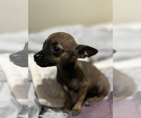 Medium Photo #1 Chihuahua Puppy For Sale in San Diego, CA, USA