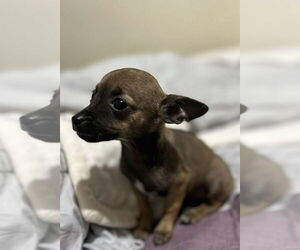 Chihuahua Dogs for adoption in San Diego, CA, USA