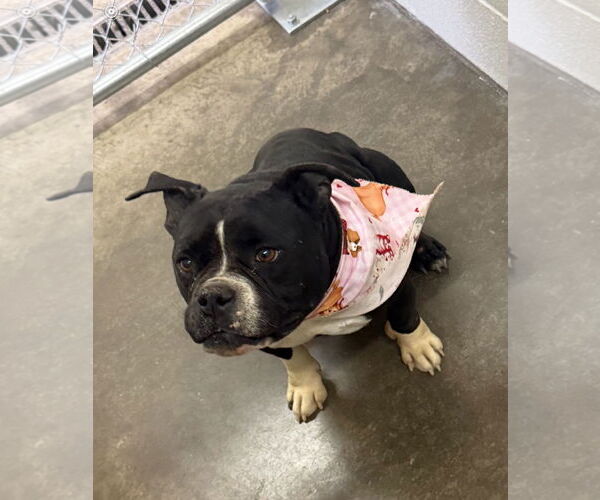 Medium Photo #2 Mutt Puppy For Sale in Euless, TX, USA