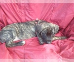 Puppy Pink Brindle Daniff