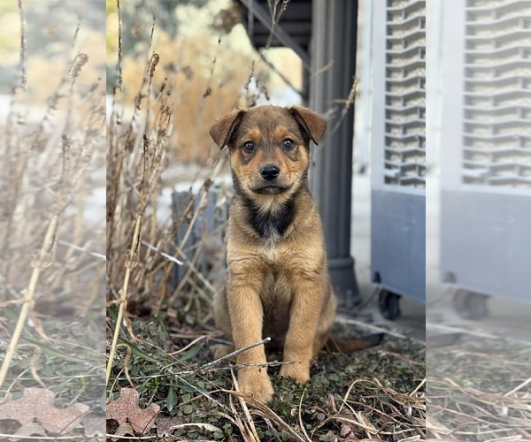 Medium Photo #3 German Shepherd Dog-Unknown Mix Puppy For Sale in MIDWAY, UT, USA