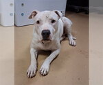 BELLA - Female Mutt Dog for Adoption - Small photo
