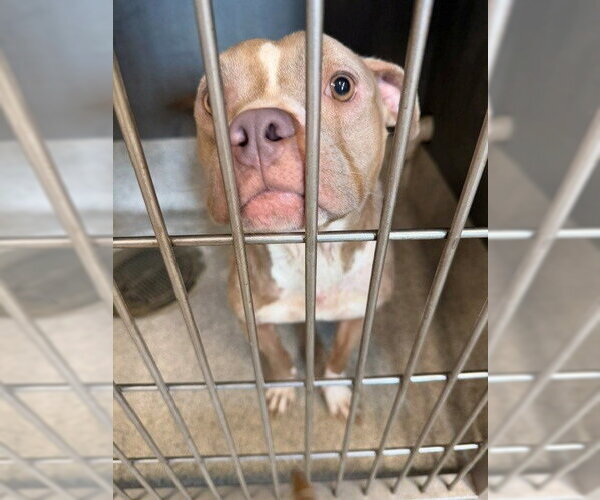 Medium Photo #1 American Staffordshire Terrier Puppy For Sale in Tallahassee, FL, USA