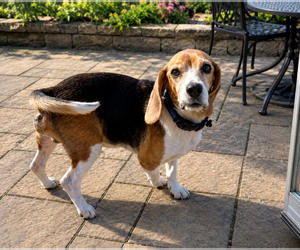 Matty - Male Beagle Dog for Adoption - Photo #6