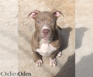 American Bully Dog for Adoption in WICHITA FALLS, Texas USA