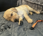 Puppy Ronan Golden Retriever
