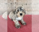 Litter of 8 - Male(s) and Female(s) Schnauzer (Miniature)Litter of Puppies for Sale - Photo #23