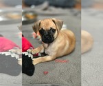 Small Pug Mix