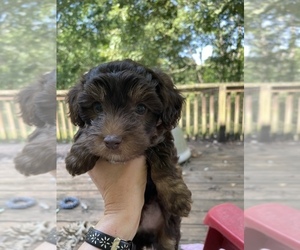 Bichpoo Puppy for sale in SCRANTON, PA, USA