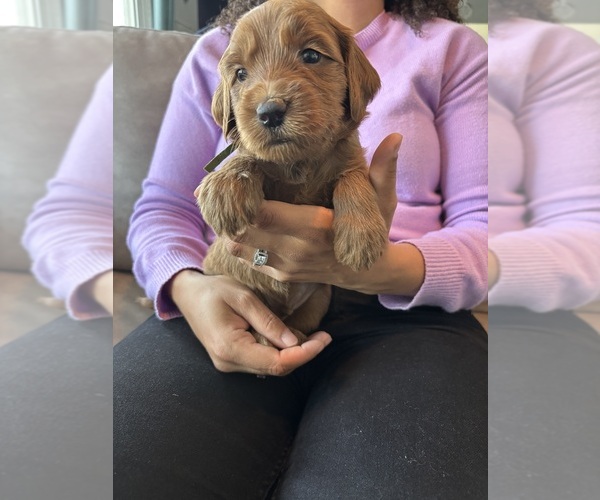 Medium Photo #3 Goldendoodle Puppy For Sale in RIALTO, CA, USA