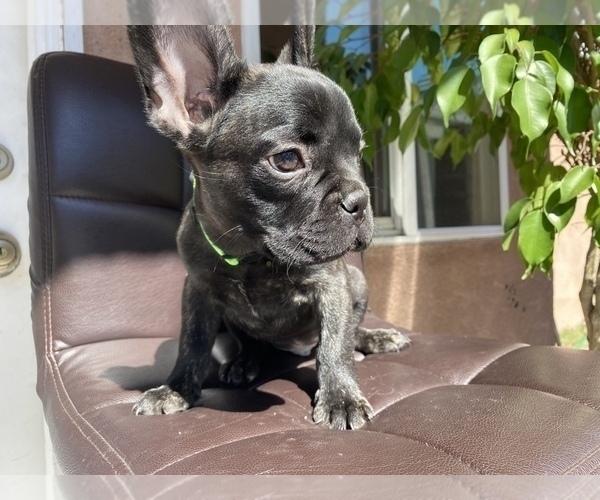 Medium Photo #4 French Bulldog Puppy For Sale in BELL GARDENS, CA, USA