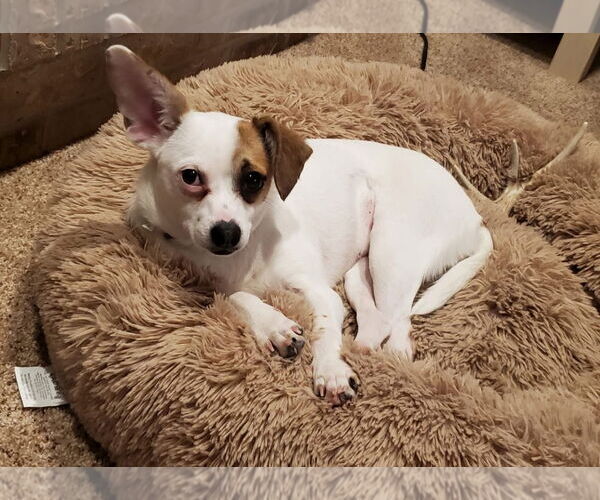 Medium Photo #13 Rat-Cha Puppy For Sale in Grafton, WI, USA