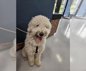 Poodle (Standard) Dogs for adoption in Temple, TX, USA