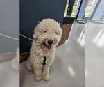 Small Poodle (Standard)