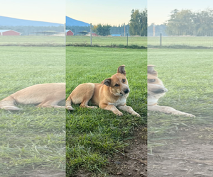 Mutt Dogs for adoption in Polson, MT, USA