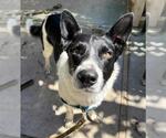 Small #1 Border Collie