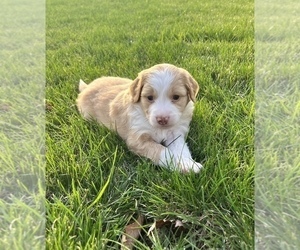 Bernedoodle Puppy for sale in APPLETON, WI, USA