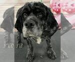 Small #1 Breeder Profile image