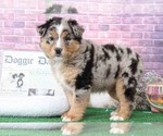 Small Photo #1 Australian Shepherd Puppy For Sale in BEL AIR, MD, USA