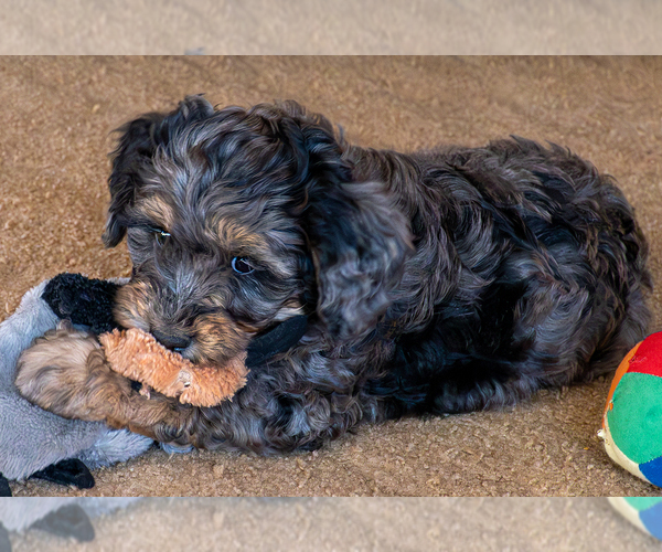 Medium Photo #4 Bernedoodle (Miniature) Puppy For Sale in ROY, UT, USA