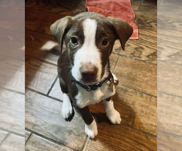 Medium Photo #1 Australian Shepherd-Unknown Mix Puppy For Sale in Boston, MA, USA