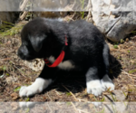 Small Photo #3 Karelian Bear Dog Puppy For Sale in ANACONDA, MT, USA