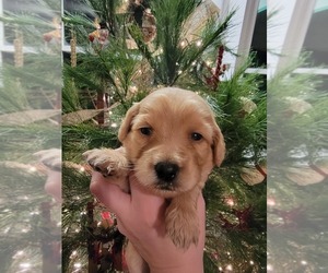 Goldendoodle Puppy for sale in TROY, MO, USA