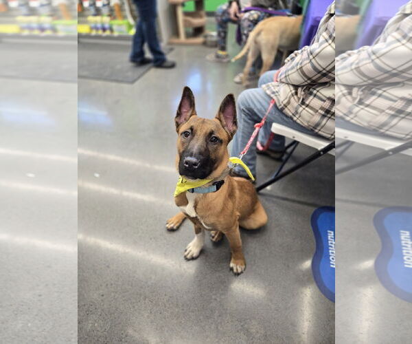 Medium Photo #5 Mutt Puppy For Sale in Minneapolis, MN, USA