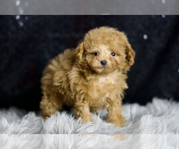 Medium Photo #39 Poodle (Miniature) Puppy For Sale in WARSAW, IN, USA