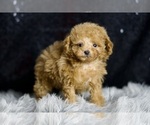 Small Photo #39 Poodle (Miniature) Puppy For Sale in WARSAW, IN, USA