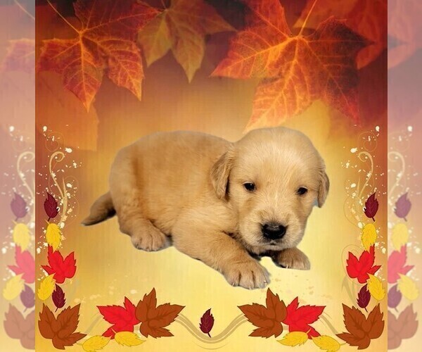 Medium Photo #31 Golden Retriever Puppy For Sale in FALCON, CO, USA