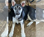 Small #1 Siberian Husky Mix