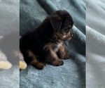 Small Photo #4 Yorkshire Terrier Puppy For Sale in TRACY, CA, USA