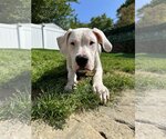 Small Photo #6 Dogo Argentino Puppy For Sale in Uwchlan, PA, USA