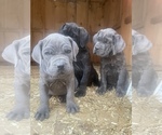 Small Photo #4 Cane Corso Puppy For Sale in HOGANSBURG, NY, USA