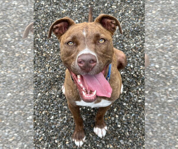 Medium Photo #15 American Pit Bull Terrier-Unknown Mix Puppy For Sale in Rockaway, NJ, USA