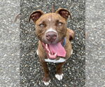 Small #14 American Pit Bull Terrier Mix