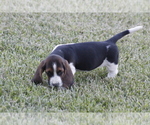 Small Photo #68 Basset Hound Puppy For Sale in MEMPHIS, MO, USA