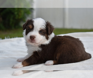 Miniature Australian Shepherd Puppy for sale in PALM COAST, FL, USA
