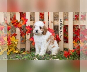 Cavapoo Puppy for sale in CLARE, MI, USA