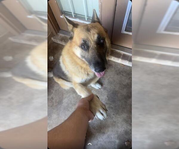 Medium Photo #1 German Shepherd Dog Puppy For Sale in San Antonio, TX, USA