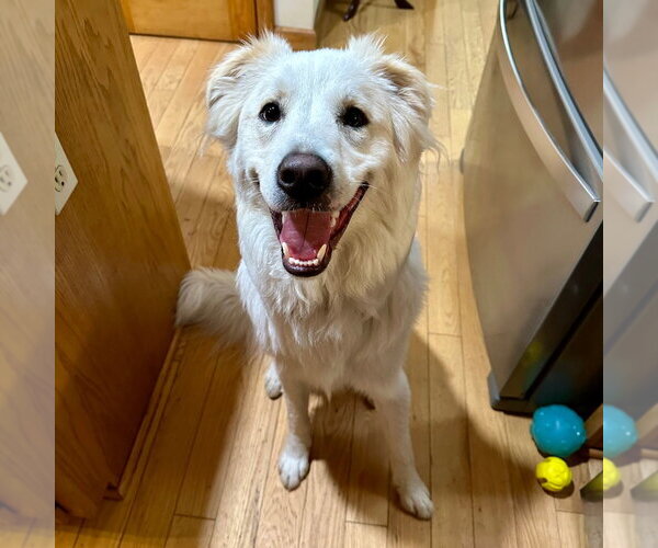 Medium Photo #3 Mutt Puppy For Sale in Canton, CT, USA