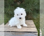 Fenton - Male Maltese Puppy for Sale - Photo #3