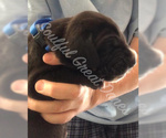 Small Photo #3 Great Dane Puppy For Sale in HOUGHTON LAKE, MI, USA