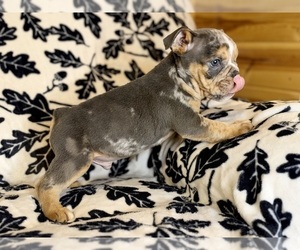 Bulldog Puppy for sale in HINTON, IA, USA