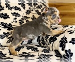 Image preview for Ad Listing. Nickname: English Bulldog